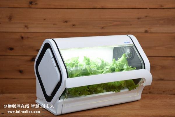 冲绳电信业者设立物联网蔬菜工厂 基础电信业务的全新转型